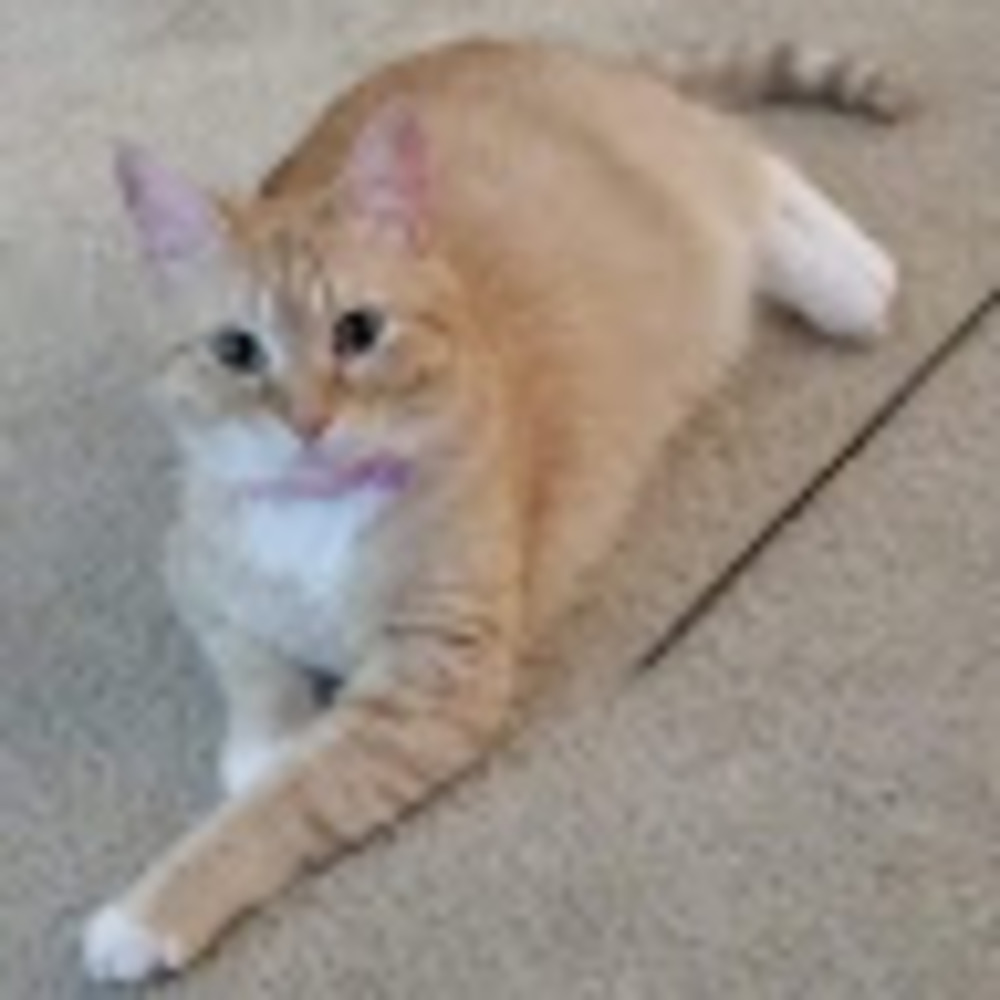 Meet your Posher, Sheila